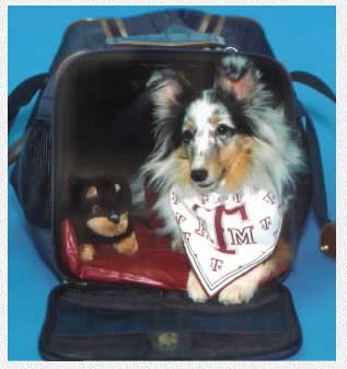 Misty Wonder Mouse - TX A&M DM Studies Poster Puppy ~The Mouse In A Bag~