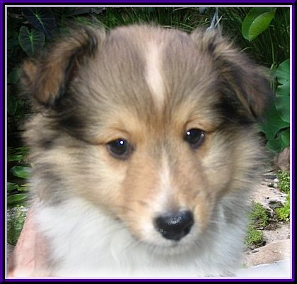 Lance at 6 weeks old