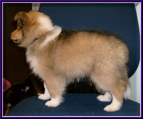 lance at 9 weeks